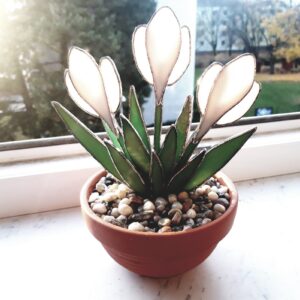 Krokus v květináči